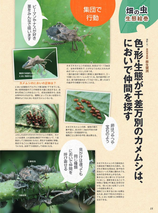 やさい畑 vol-2.5 倒せ！野菜をかじる虫・吸う虫<増訂版>