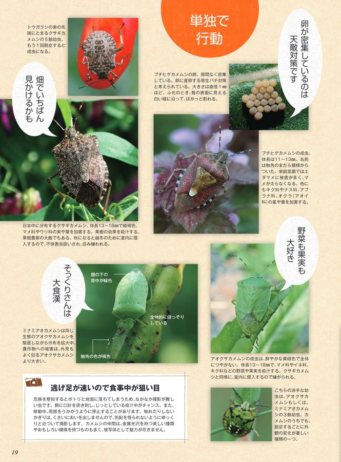 やさいページ Amazon.co.jp: すごいぞ!やさいーｽﾞ(雑62115-66 (オレンジページ